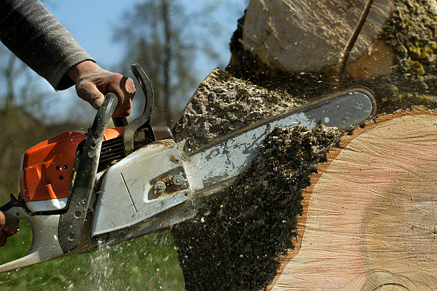 How Our Tree Care Process Works  in  Alvarado, TX